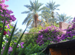 sauber geplegter Garten 
